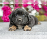 Puppy Sugar Australian Shepherd