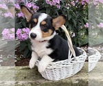 Small #3 Pembroke Welsh Corgi