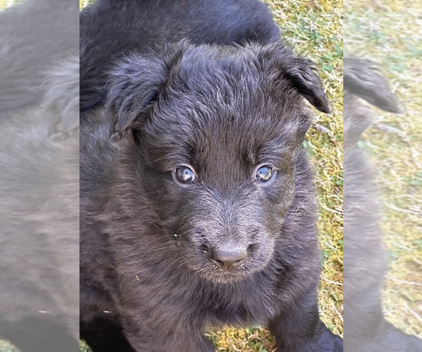Medium Photo #1 German Shepherd Dog Puppy For Sale in VOLANT, PA, USA