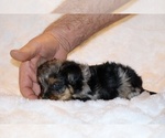 Small #7 Poodle (Toy)-YorkiePoo Mix