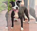 VICTORIA - Female Mutt Dog for Adoption - Small photo