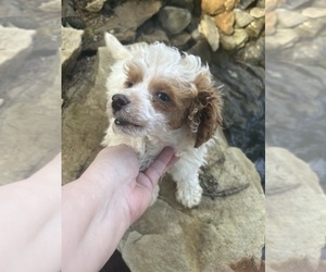 Poodle (Toy) Puppy for sale in VENETA, OR, USA