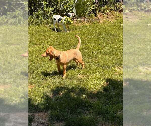 Medium Photo #40 Labrador Retriever-Unknown Mix Puppy For Sale in New York, NY, USA