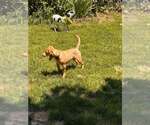 Small #39 Labrador Retriever Mix