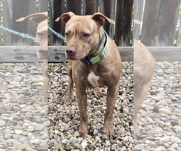 Medium Photo #3 American Pit Bull Terrier-Unknown Mix Puppy For Sale in Dellslow, WV, USA