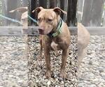 Small #2 American Pit Bull Terrier Mix