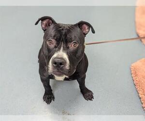 American Pit Bull Terrier Dogs for adoption in Denver, CO, USA