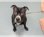 Small American Pit Bull Terrier