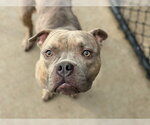 GOUDA - Male Mutt Dog for Adoption - Small photo