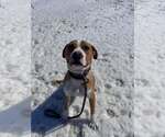 Small #5 Boxer Mix