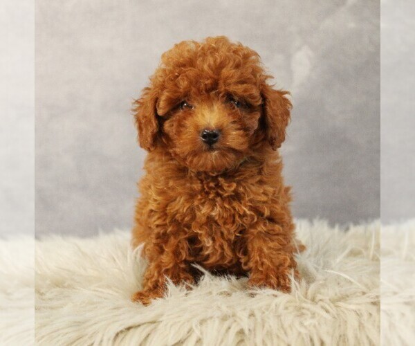 Medium Photo #2 Poodle (Toy) Puppy For Sale in COATESVILLE, PA, USA