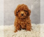 Small Photo #2 Poodle (Toy) Puppy For Sale in COATESVILLE, PA, USA