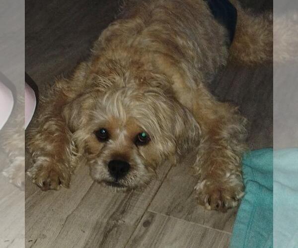 Medium Photo #6 Pug Puppy For Sale in FAIRLAWN, OH, USA