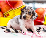 Small #3 Dachshund