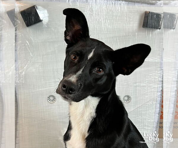 Medium Photo #4 Borador Puppy For Sale in Washington, DC, USA