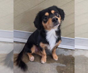 Chihuahua-Unknown Mix Dogs for adoption in Lakewood, CO, USA