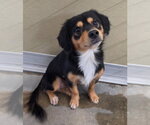 Lizard - Male Chihuahua-Unknown Mix Dog for Adoption - Small photo