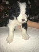 Small Photo #7 Bordoodle Puppy For Sale in CRESTON, OH, USA