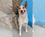 Small German Shepherd Dog Mix