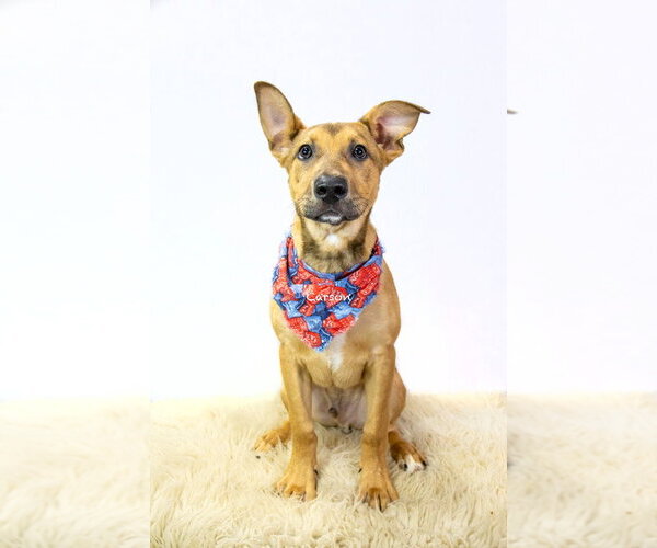 Medium Photo #1 Mutt Puppy For Sale in Hot Springs Village, AR, USA
