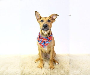 Mutt Dogs for adoption in Hot Springs Village, AR, USA