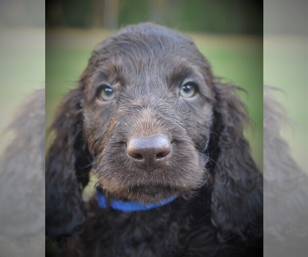 Medium Photo #5 Boykin Spaniel Puppy For Sale in FITZGERALD, GA, USA
