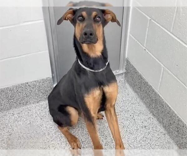 Medium Photo #2 Doberman Pinscher-Unknown Mix Puppy For Sale in Houston, TX, USA