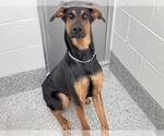 Small #1 Doberman Pinscher Mix