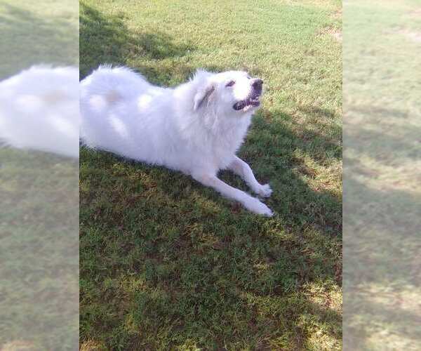 Medium Photo #2 Great Pyrenees Puppy For Sale in Spring, TX, USA