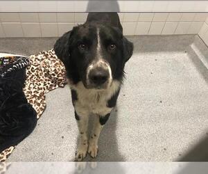 Border Collie Dogs for adoption in Orange, CA, USA