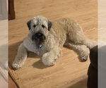 Small #7 Bouvier Des Flandres