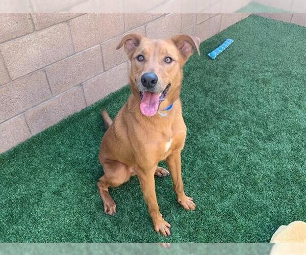 Medium Photo #4 Shepradors Puppy For Sale in Moreno Valley, CA, USA