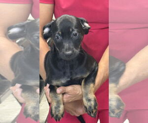 Mutt Dogs for adoption in Royal Palm Beach, FL, USA