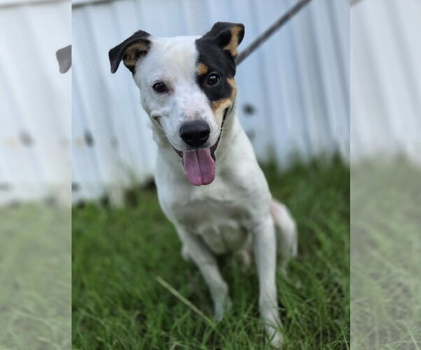 Medium Photo #3 Mutt Puppy For Sale in Anniston, AL, USA