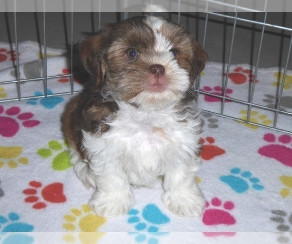 Medium Photo #11 Shorkie Tzu Puppy For Sale in ORO VALLEY, AZ, USA