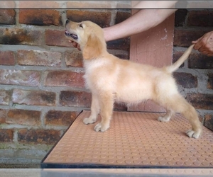 Golden Retriever Puppy for sale in CORONA, CA, USA