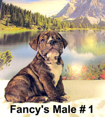 Bulldog Puppy for sale in DALTON, GA, USA