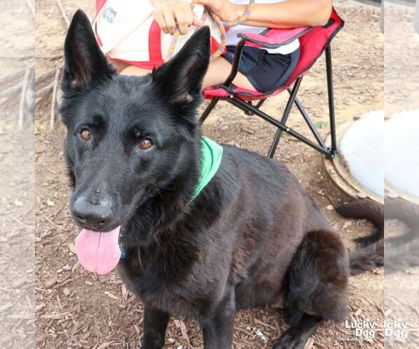 Medium Photo #2 German Shepherd Dog-Unknown Mix Puppy For Sale in Washington, DC, USA