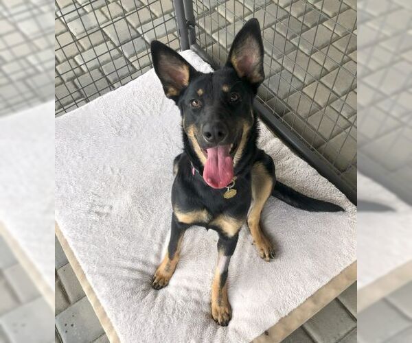 Medium Photo #3 German Shepherd Dog Puppy For Sale in Cupertino, CA, USA