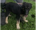 Small #1 German Shepherd Dog