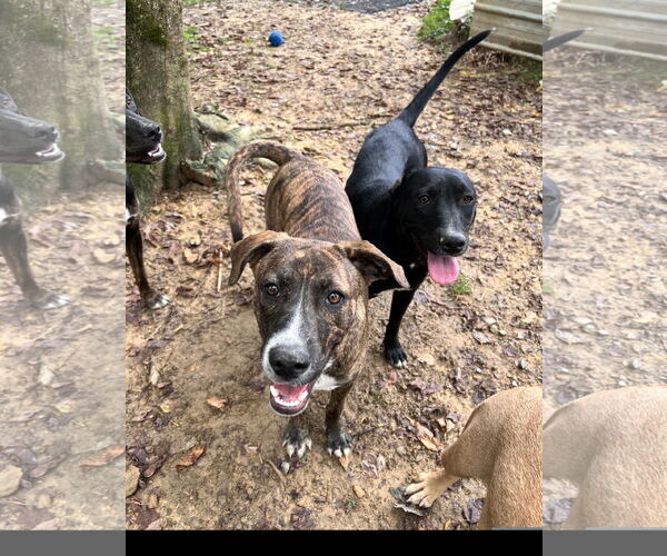 Medium Photo #4 Mutt Puppy For Sale in Tracy City, TN, USA