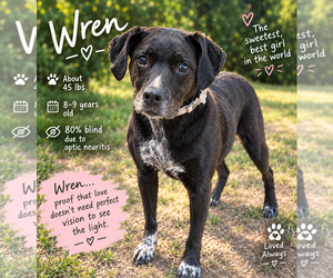 Wren *Foster Home Needed!* - Female Beagle-Unknown Mix Dog for Adoption - Photo #3