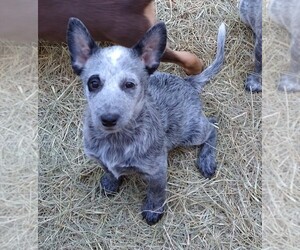 Australian Cattle Dog Puppy for sale in RIDGELAND, SC, USA