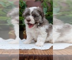 Small #1 Havanese