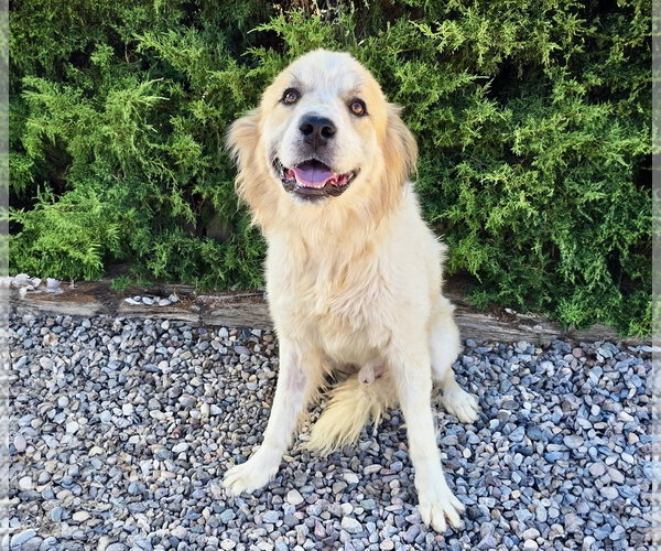 Medium Photo #2 Golden Retriever Puppy For Sale in Albuquerque, NM, USA