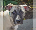 Squash - Female German Shepherd Dog-Mountain Cur Mix Dog for Adoption - Small photo