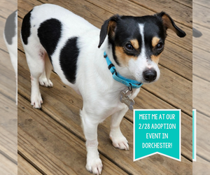 Rat-Cha Dogs for adoption in Boston, MA, USA