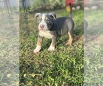 Small #19 American Bully