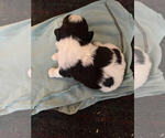 Puppy Remi Shih Tzu