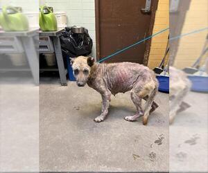 Gerberian Shepsky Dogs for adoption in Stockton, CA, USA